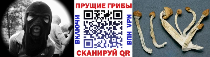Купить  Россошь  Галлюциногенные грибы MAGIC MUSHROOMS 